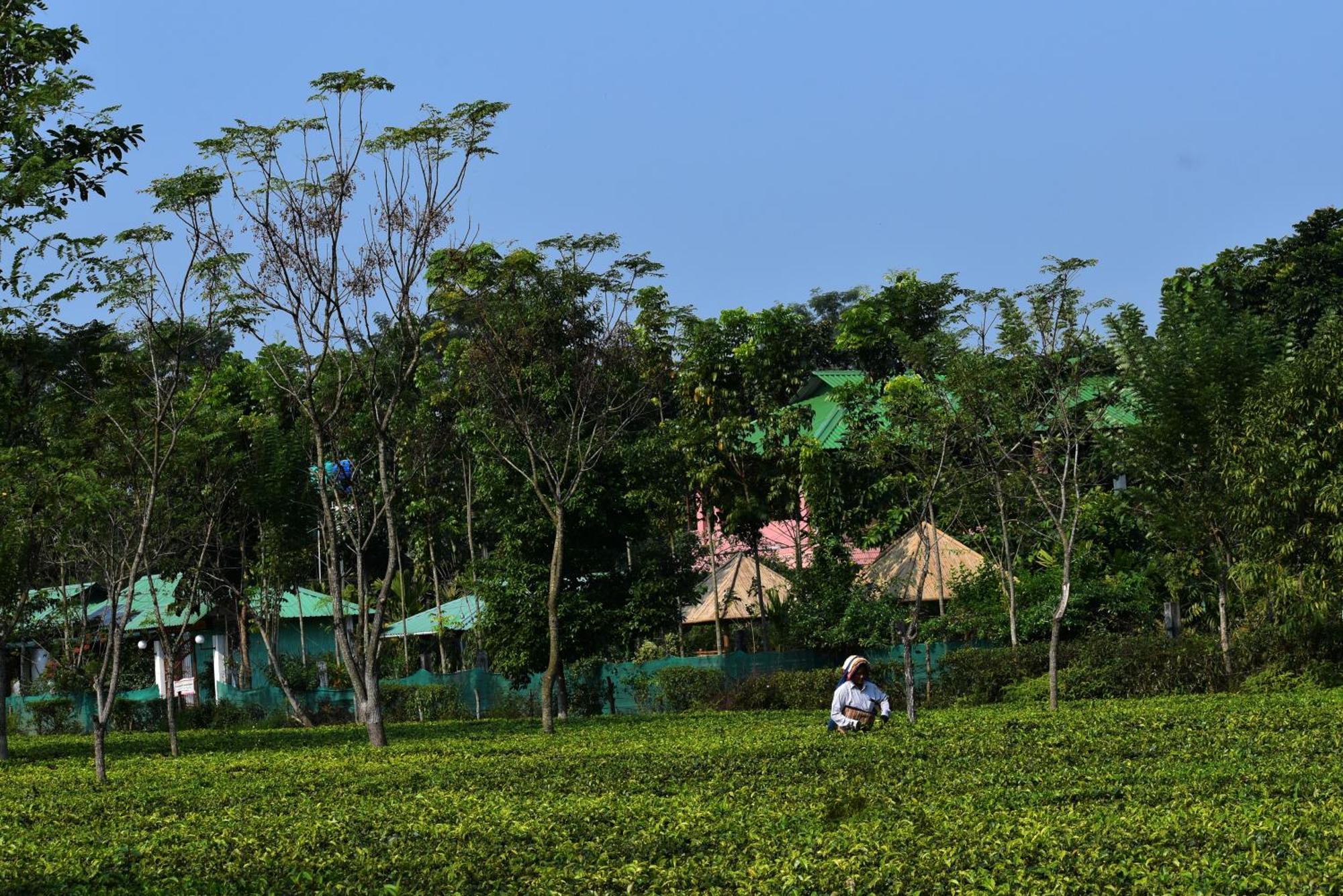 Grasshopper Jungle Queen Resort Chālsa Екстериор снимка